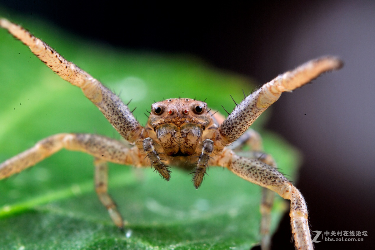 尼康60 2.8G上XPRO一体伸缩式近摄接圈体验