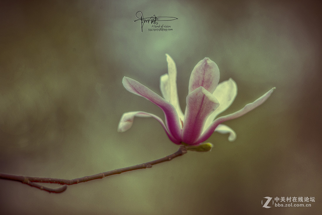 #ZOL月赛-四月物语#玉兰伤