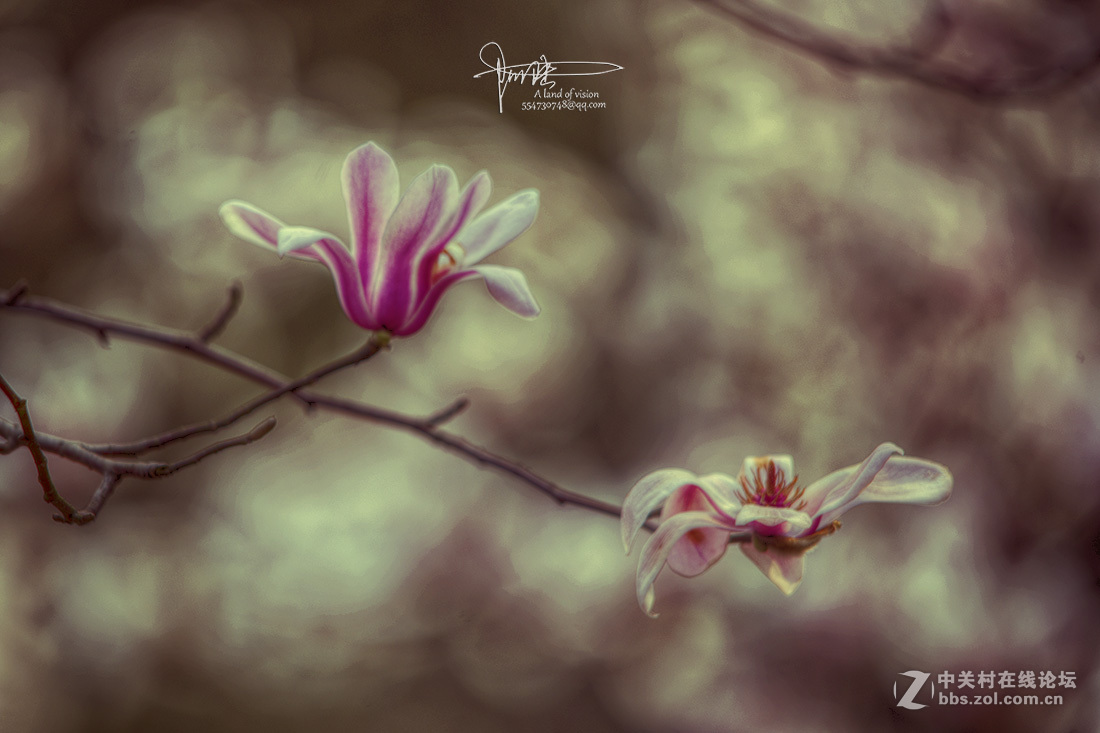 #ZOL月赛-四月物语#玉兰伤