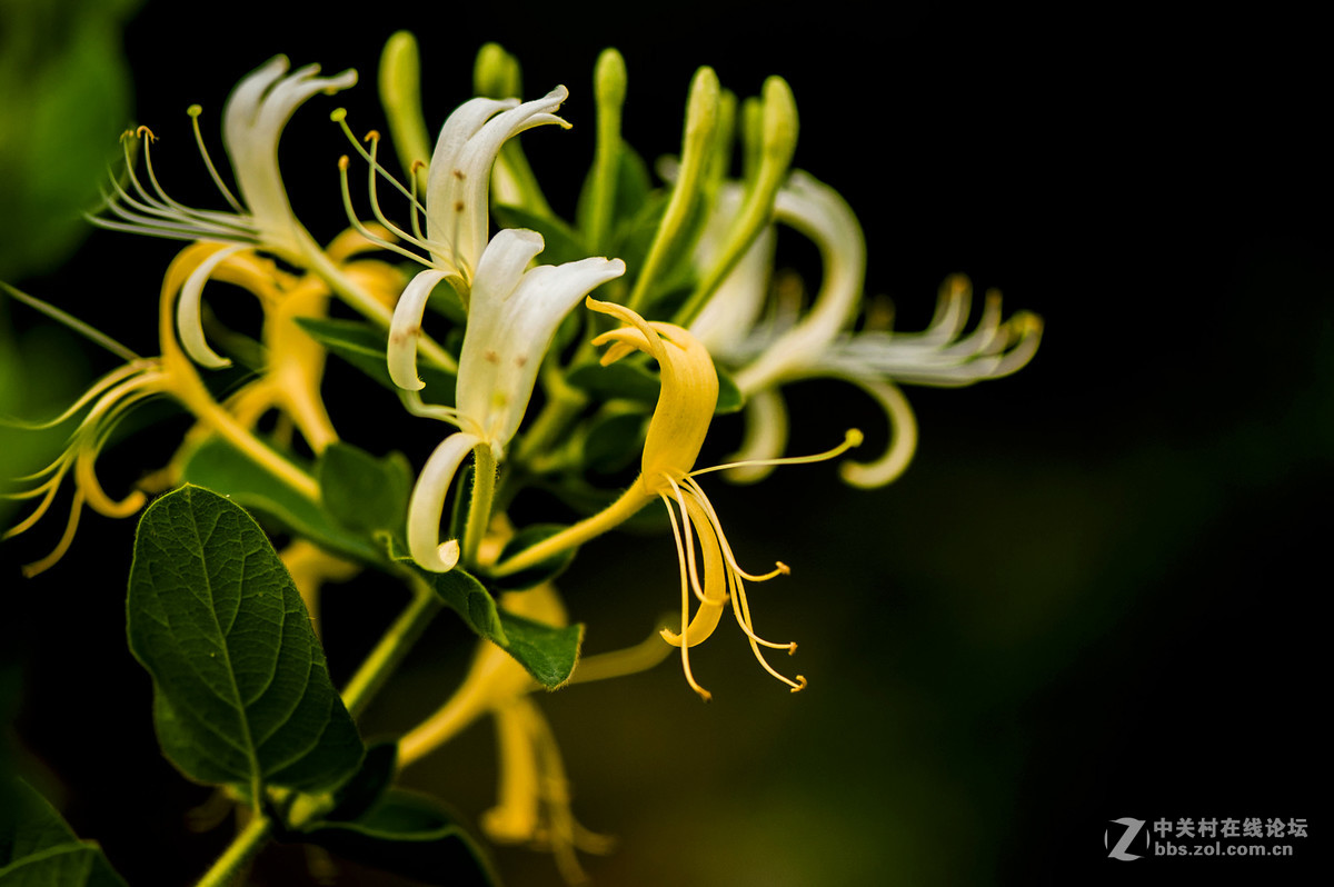 金银花-中关村在线摄影论坛