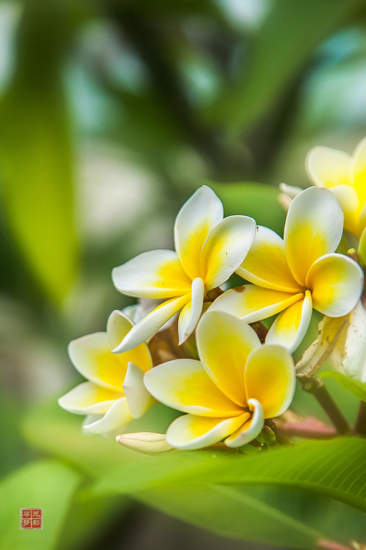几片鸡蛋花-中关村在线摄影论坛