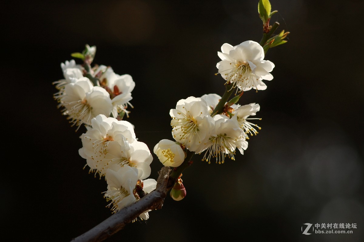 2016春天拍的梅花杏花玉兰
