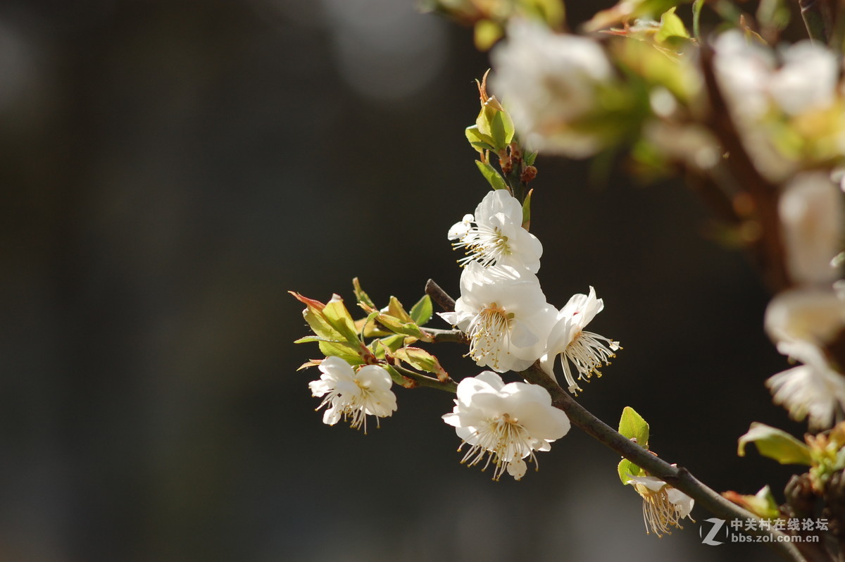 2016春天拍的梅花杏花玉兰