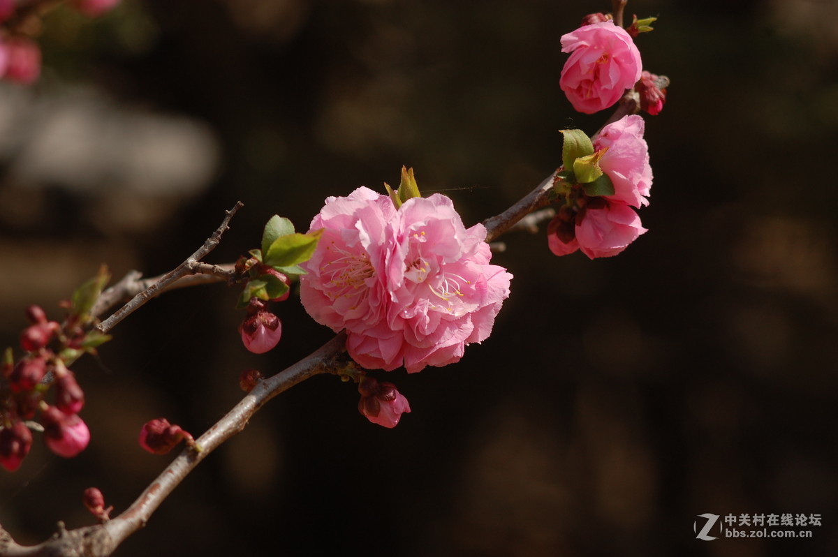 2016春天拍的梅花杏花玉兰