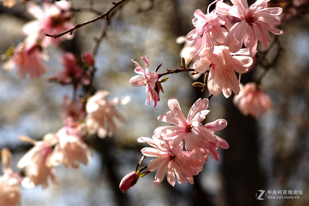 2016春天拍的梅花杏花玉兰