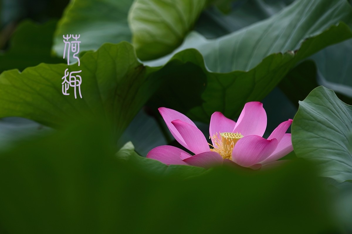 荷趣.