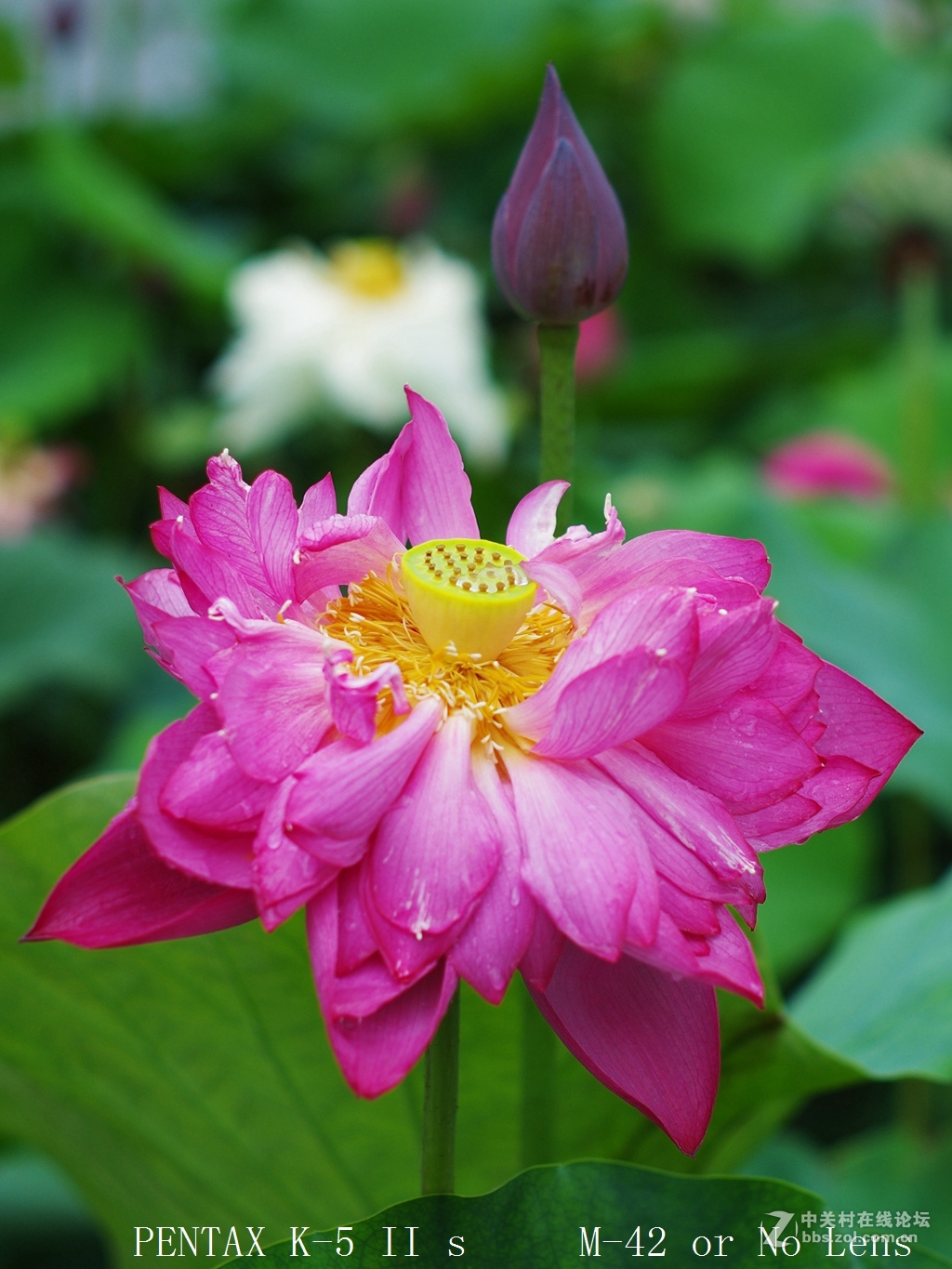 西梗莲乡乱拍几张