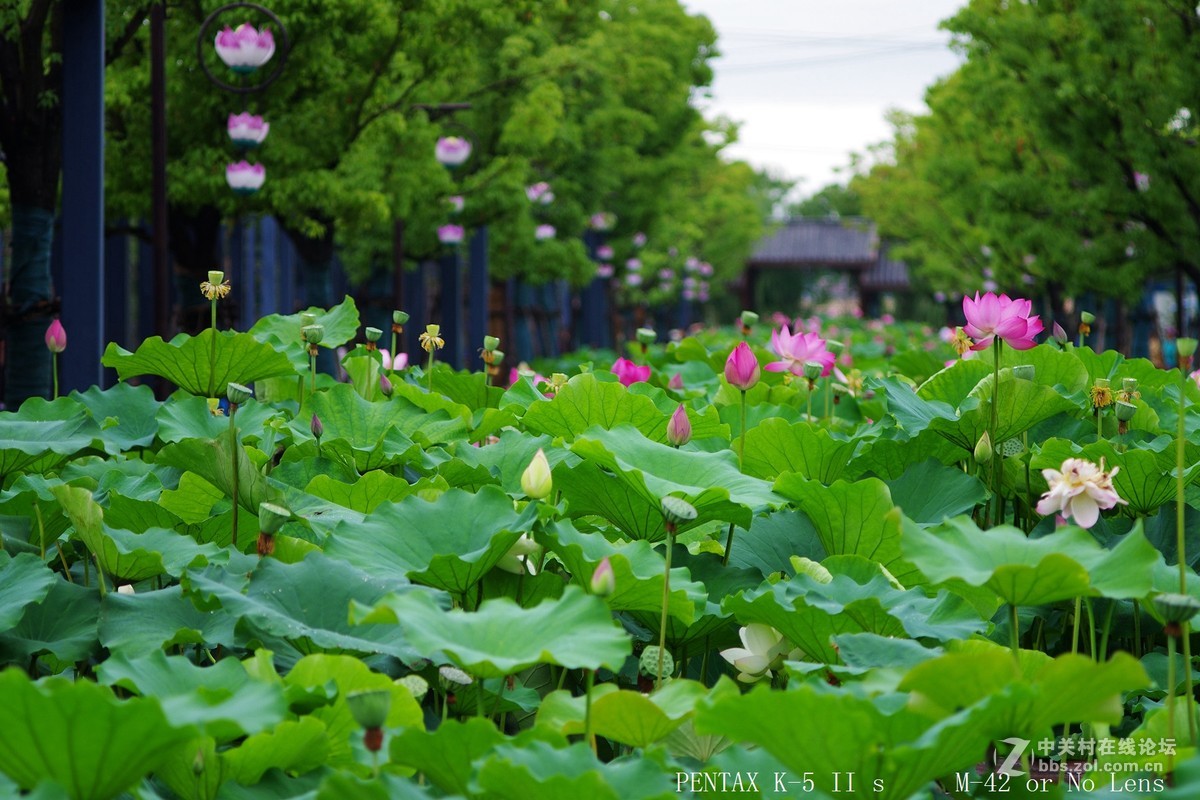 西梗莲乡乱拍几张