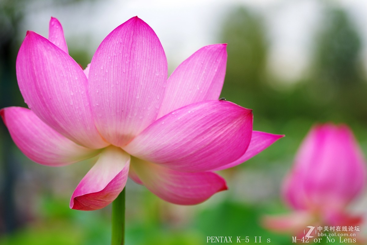 西梗莲乡乱拍几张