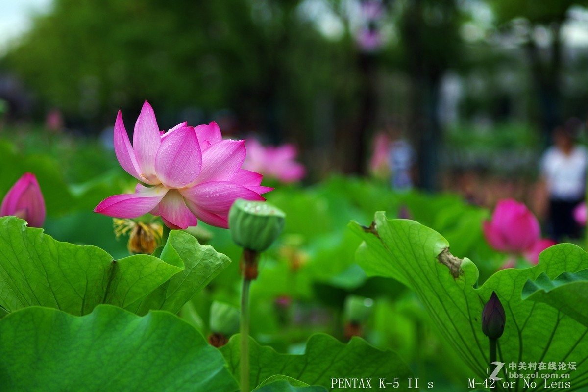 西梗莲乡乱拍几张