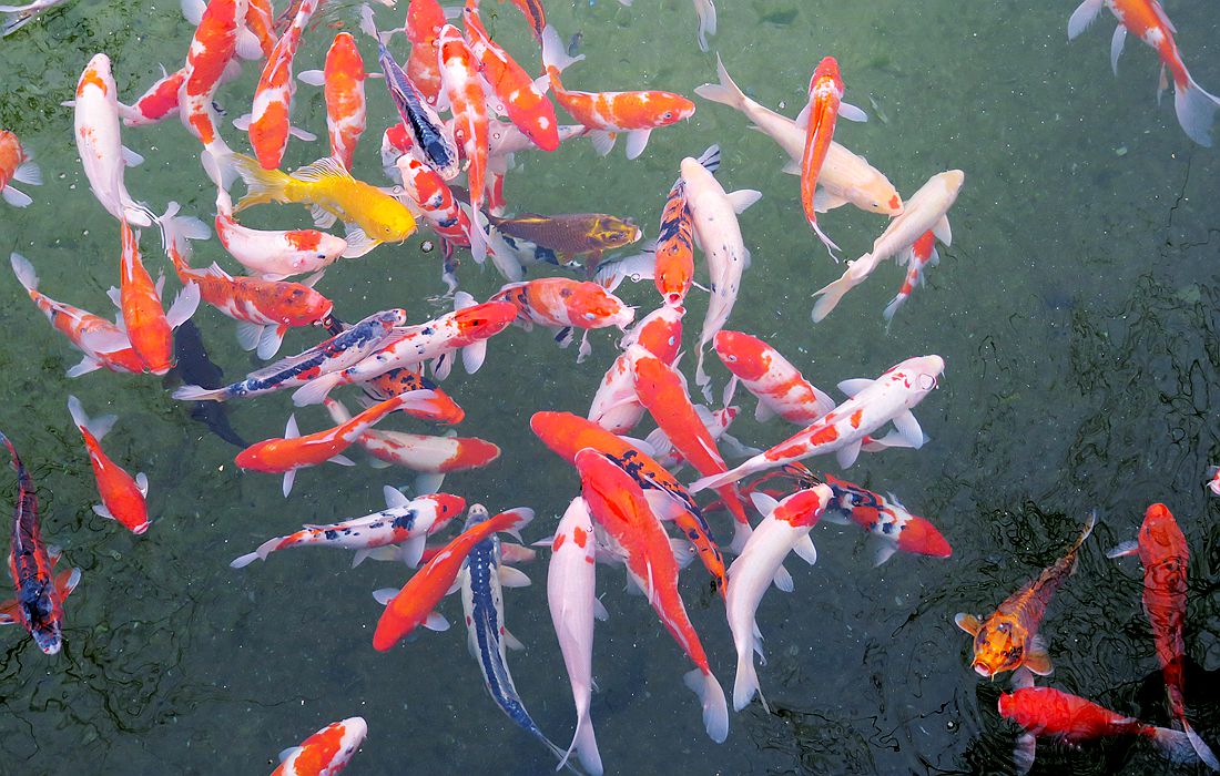 一群锦鲤