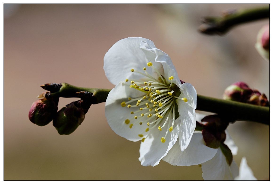 细微之处赏梅花