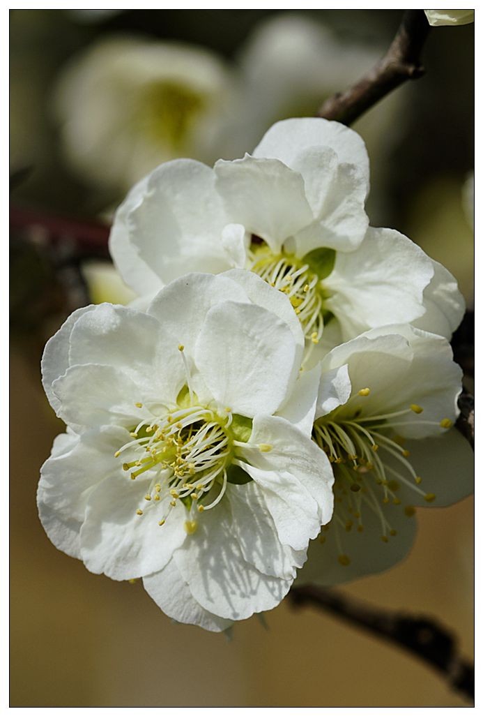 细微之处赏梅花