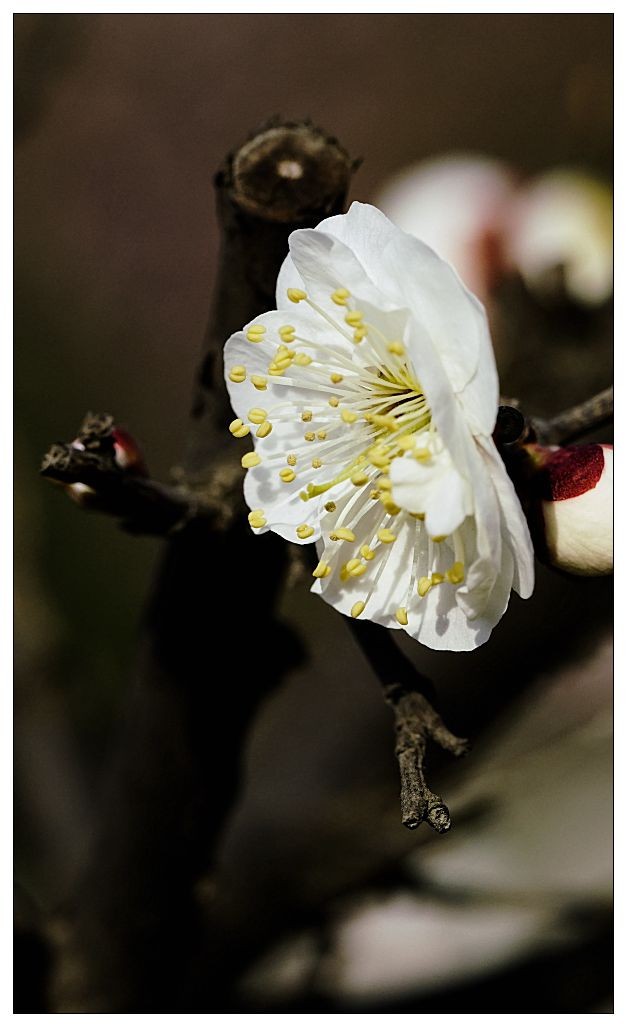 细微之处赏梅花