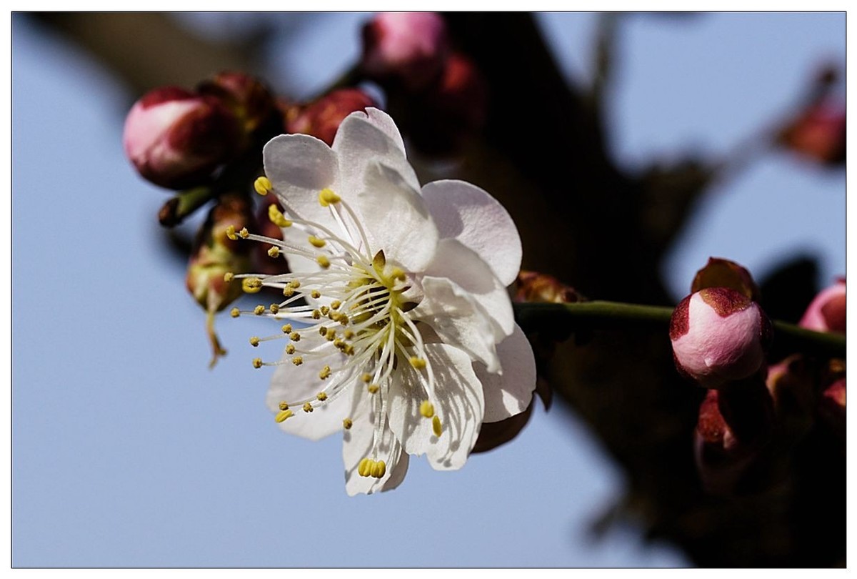 细微之处赏梅花