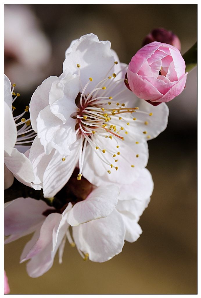 细微之处赏梅花