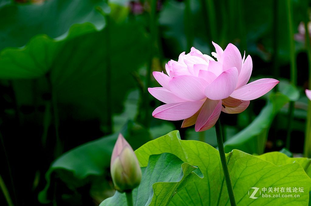 荷花-------------。