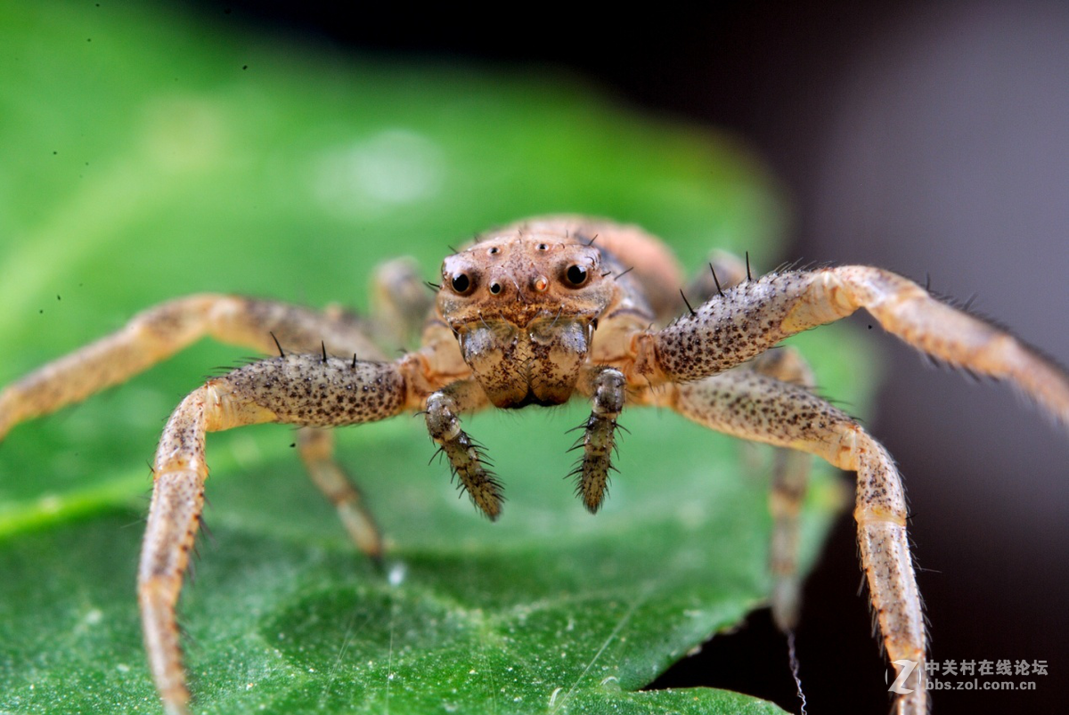 尼康60 2.8G上XPRO一体伸缩式近摄接圈体验