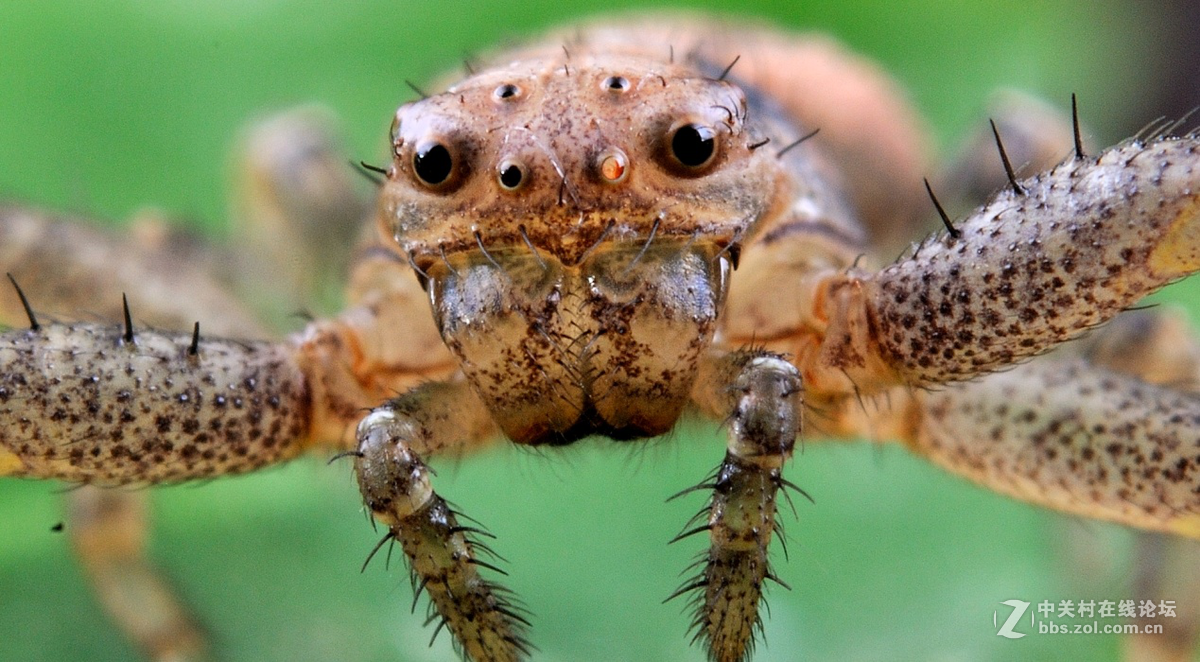 尼康60 2.8G上XPRO一体伸缩式近摄接圈体验