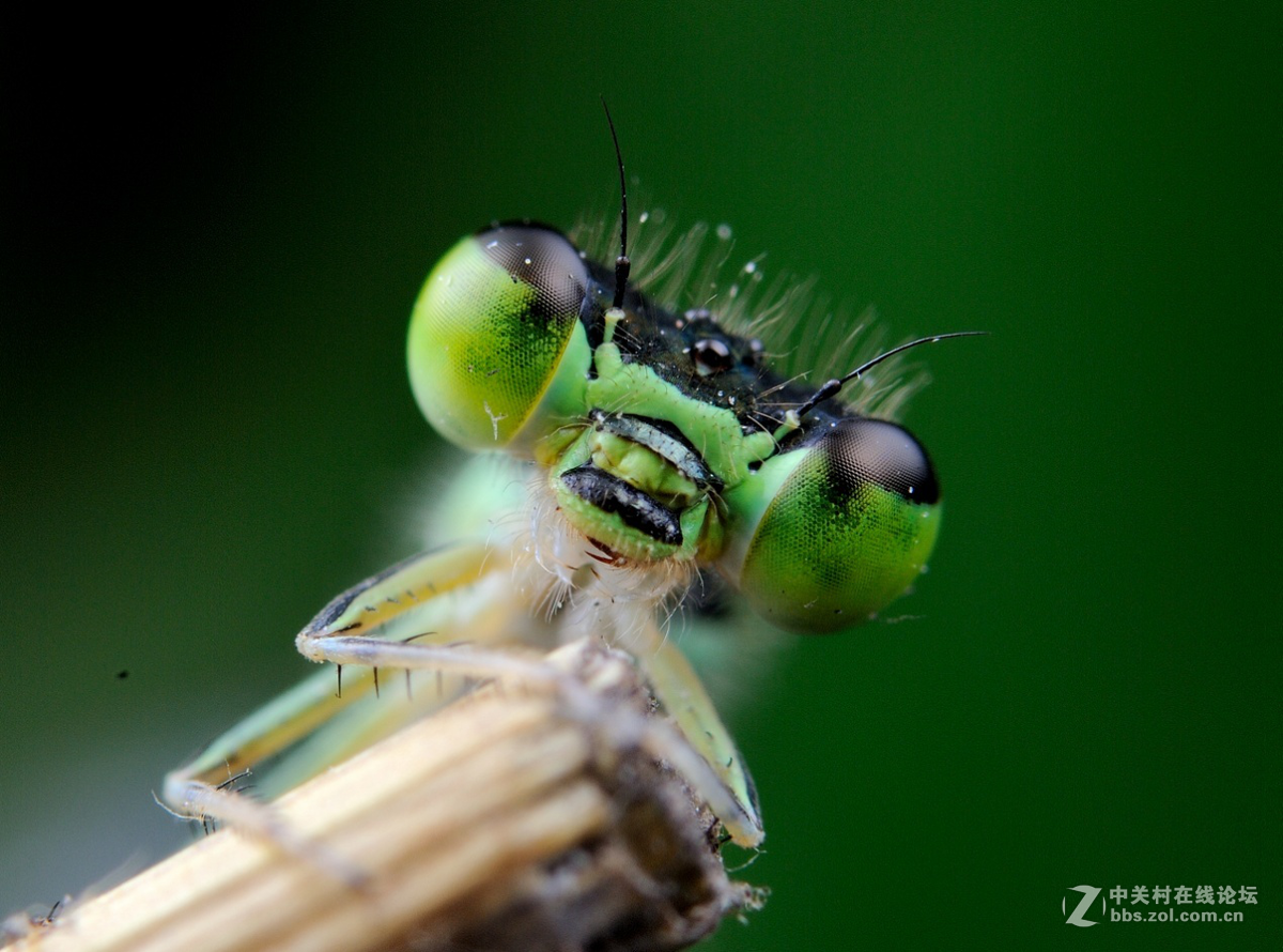 尼康60 2.8G上XPRO一体伸缩式近摄接圈体验