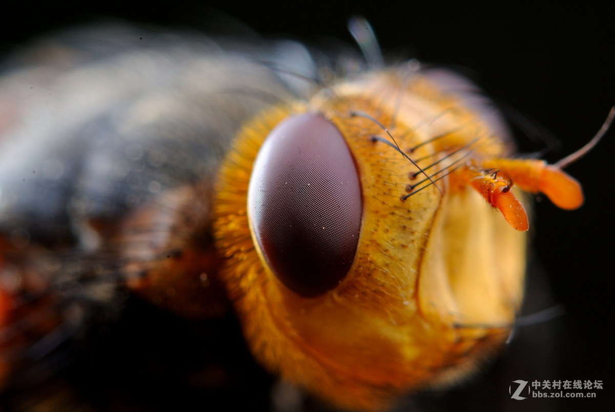 尼康60 2.8G上XPRO一体伸缩式近摄接圈体验