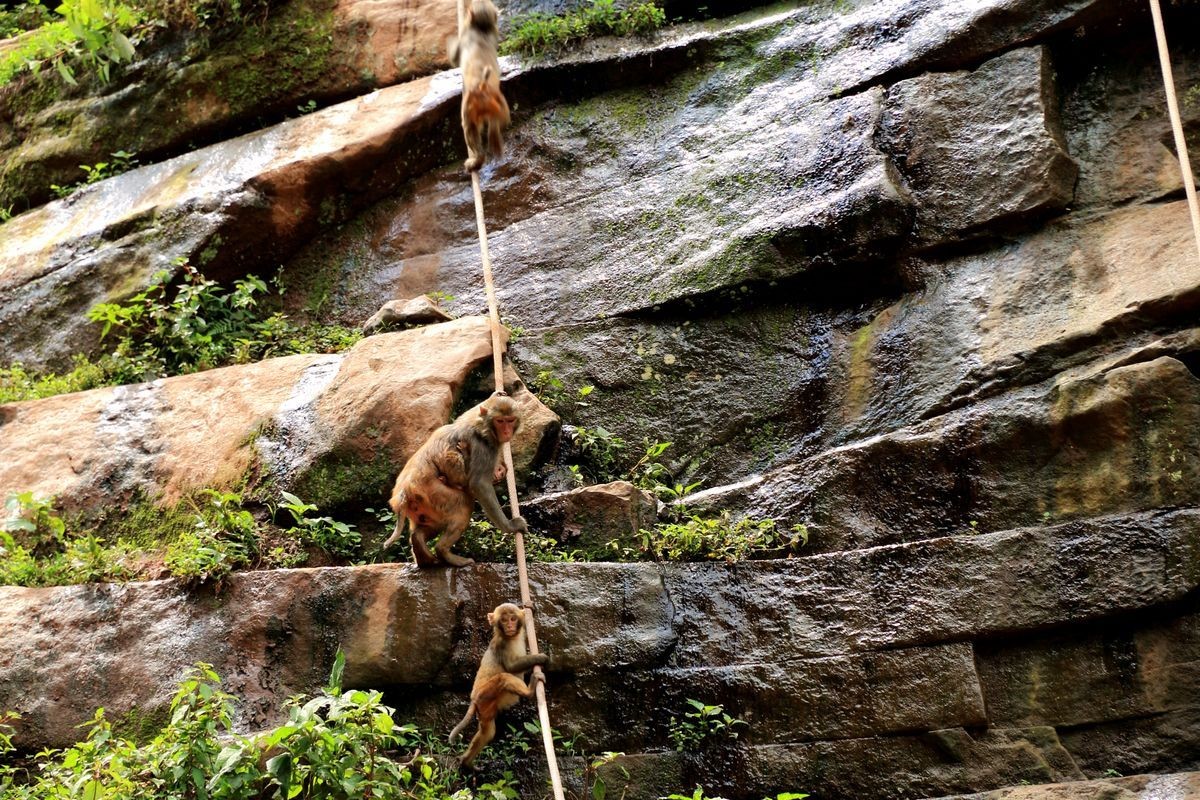 休闲游记—四面山（二）