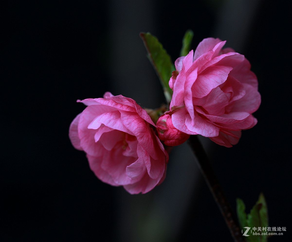 人間三月芳菲盡山寺桃花始盛開請假貼