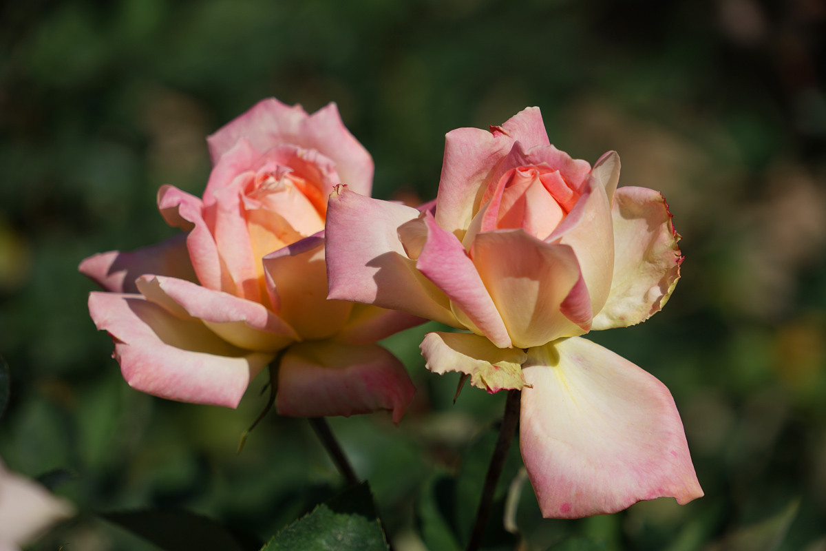 叫花车的月季花