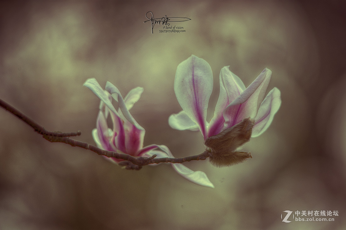 #ZOL月赛-四月物语#玉兰伤