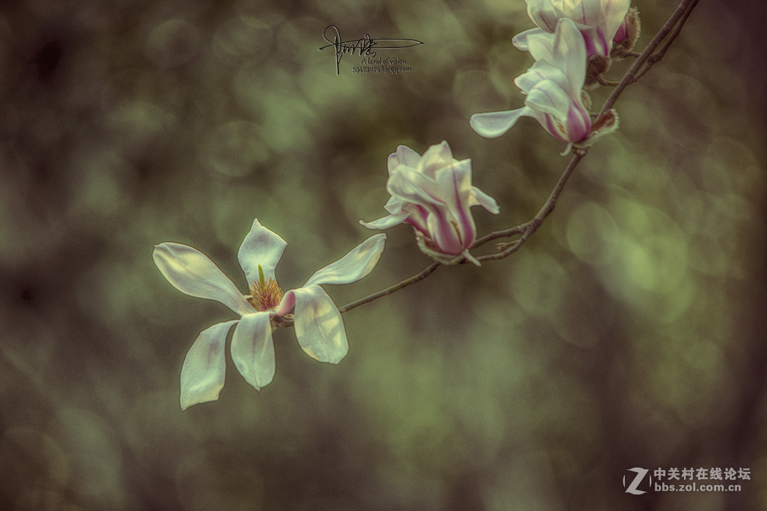 #ZOL月赛-四月物语#玉兰伤