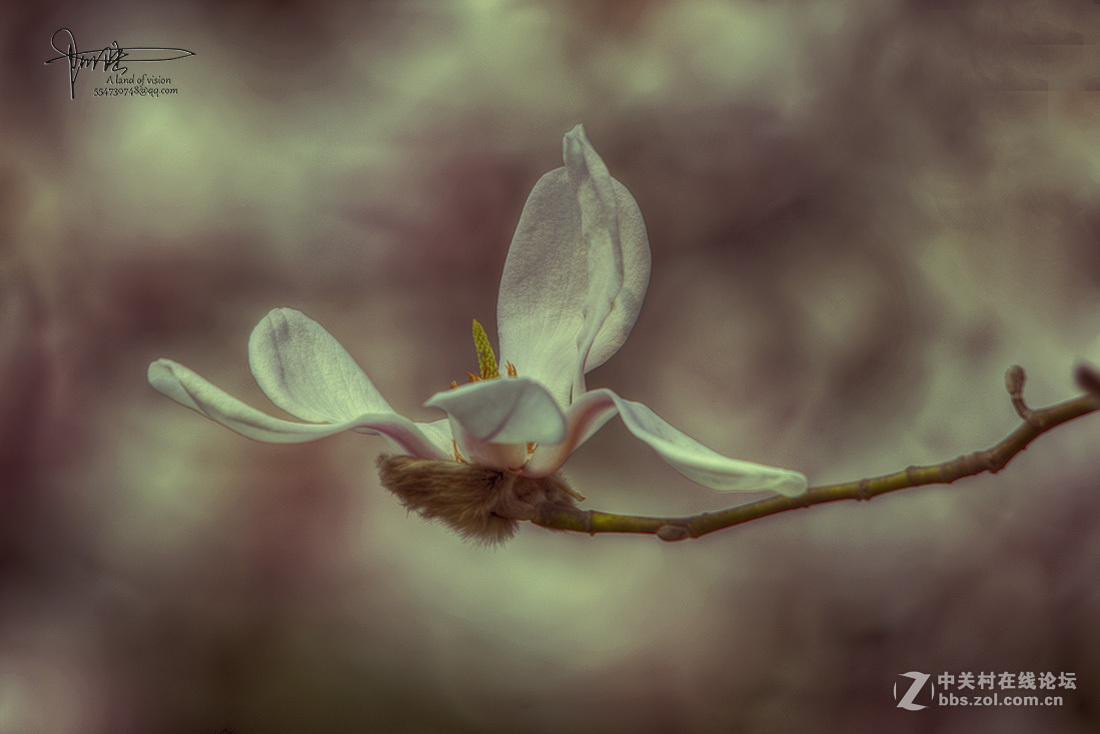 #ZOL月赛-四月物语#玉兰伤