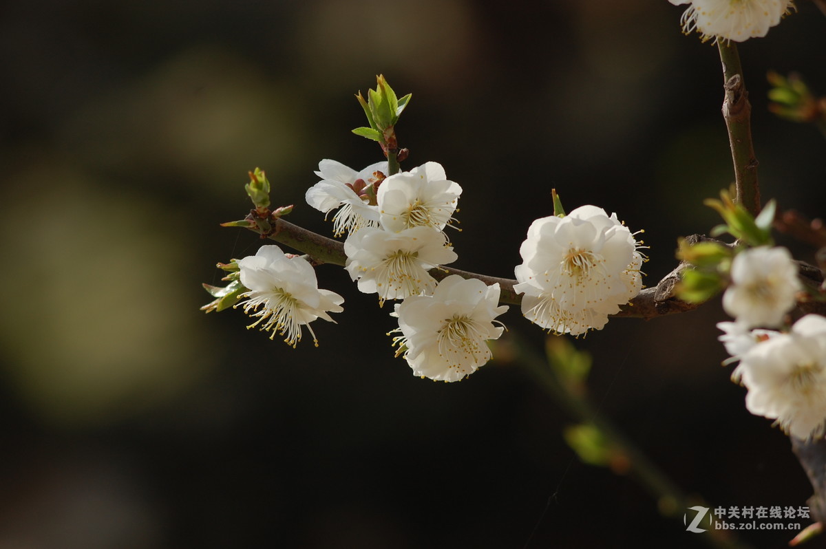 2016春天拍的梅花杏花玉兰