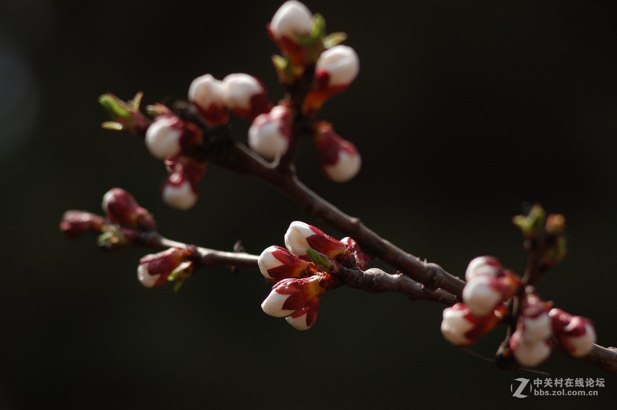 2016春天拍的梅花杏花玉兰