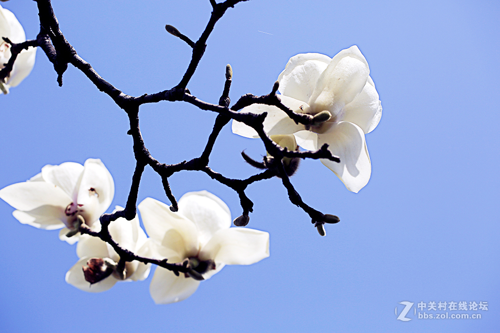 玉兰花儿开
