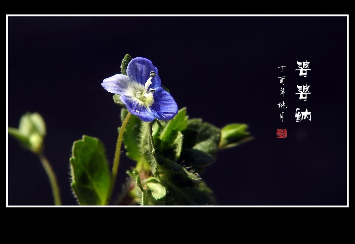 #版主坐堂#2017年4月份《承德》优秀作品选辑