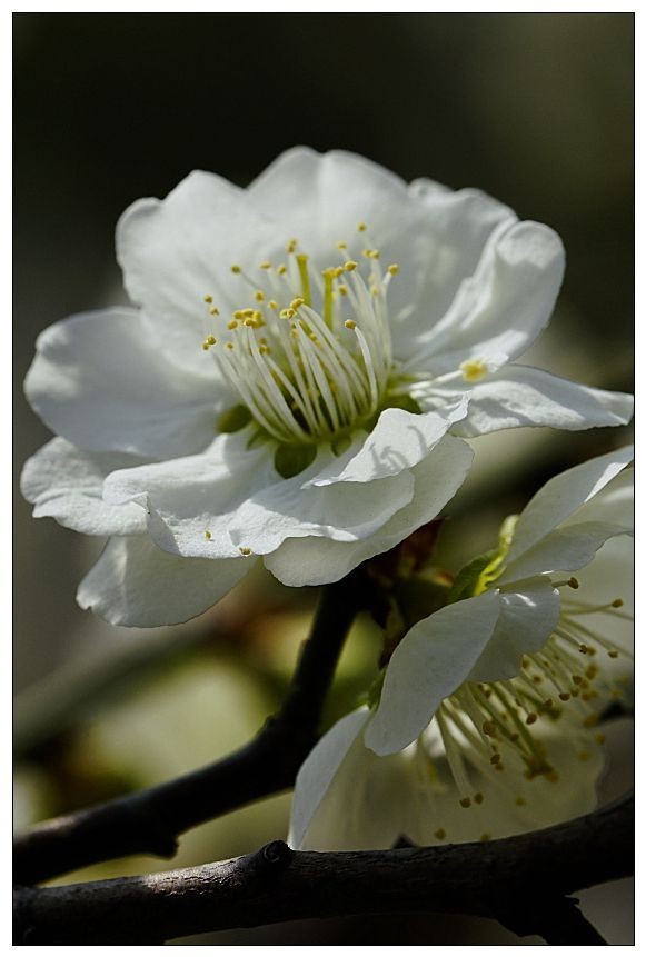 细微之处赏梅花