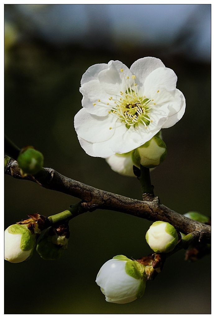 细微之处赏梅花