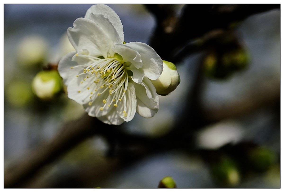 细微之处赏梅花