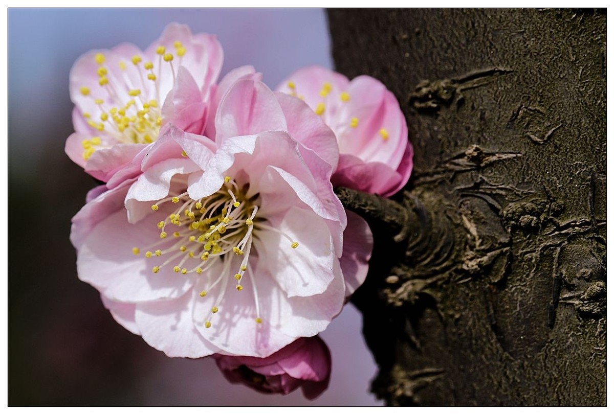 细微之处赏梅花