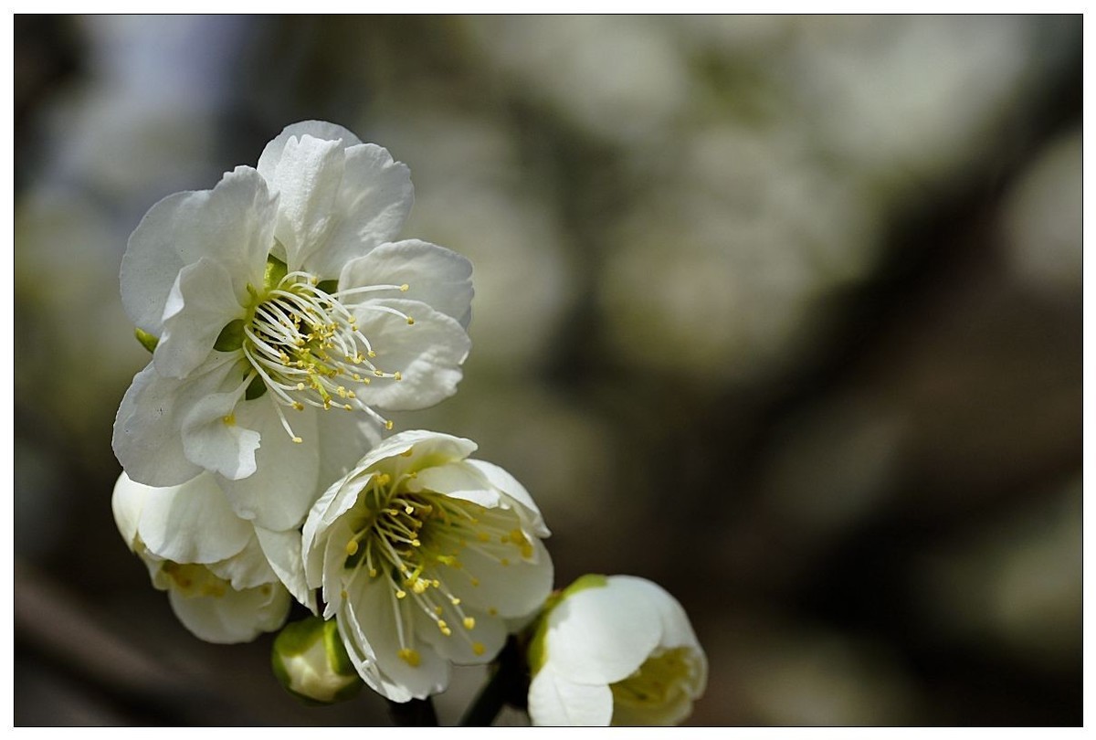 细微之处赏梅花