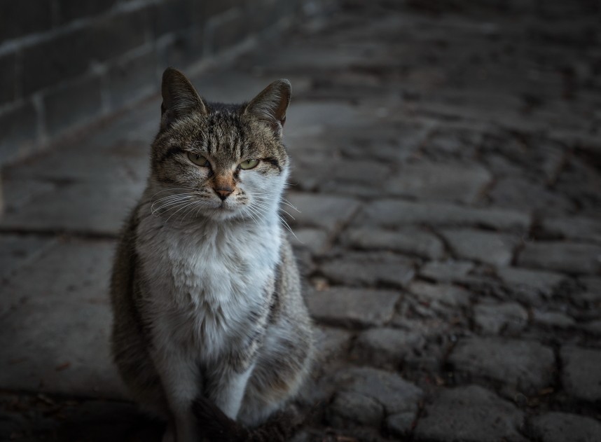 阳    山    古    村