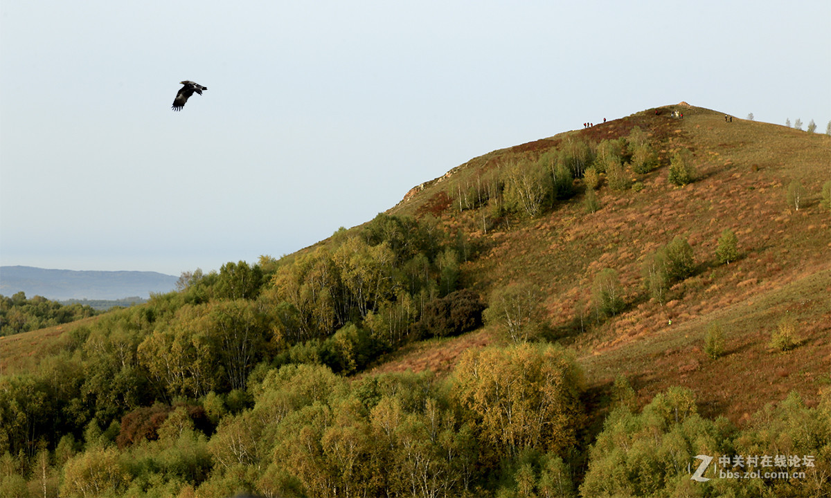 【坝上行】之八  草原雀鹰任翱翔