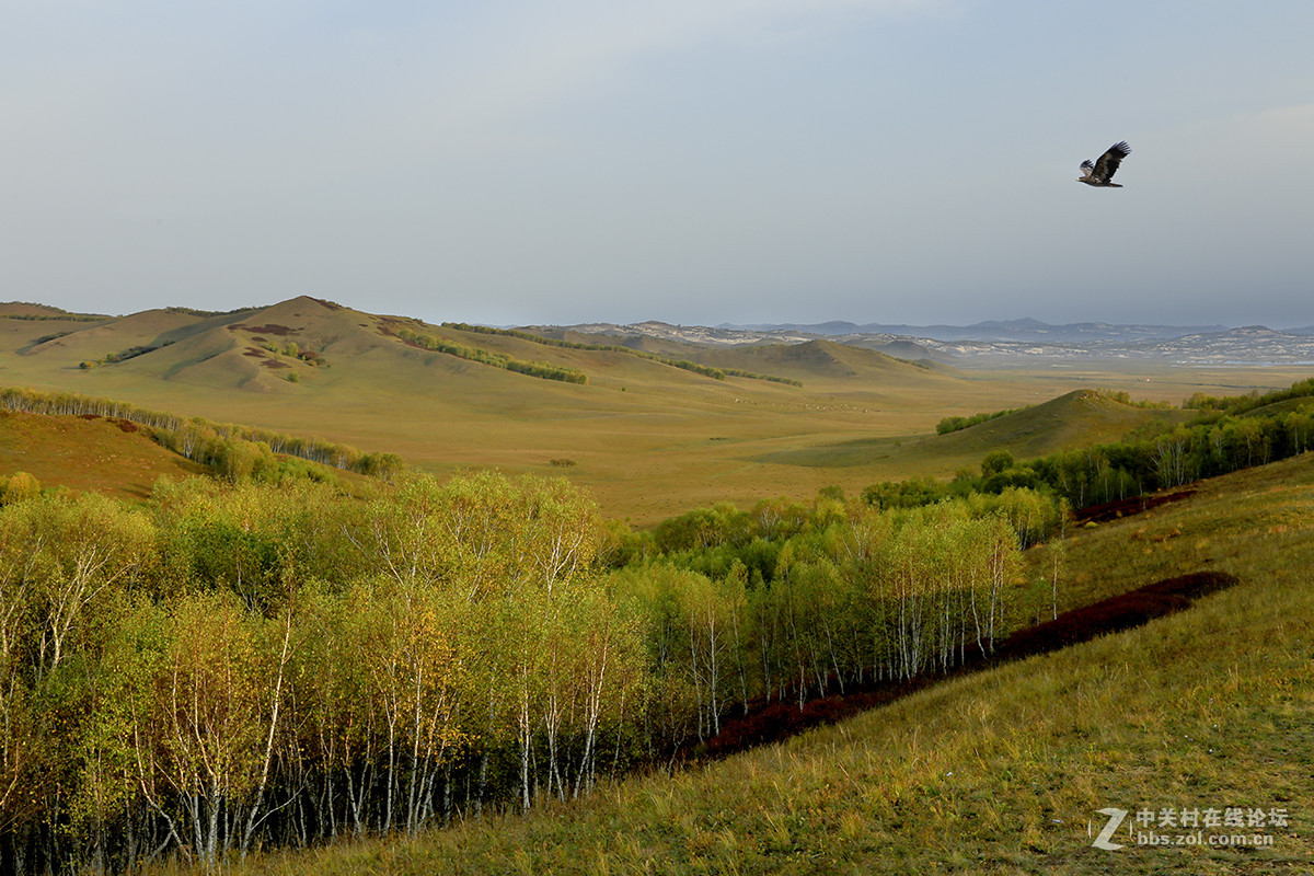 【坝上行】之八  草原雀鹰任翱翔