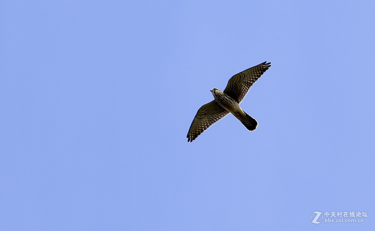 【坝上行】之八  草原雀鹰任翱翔