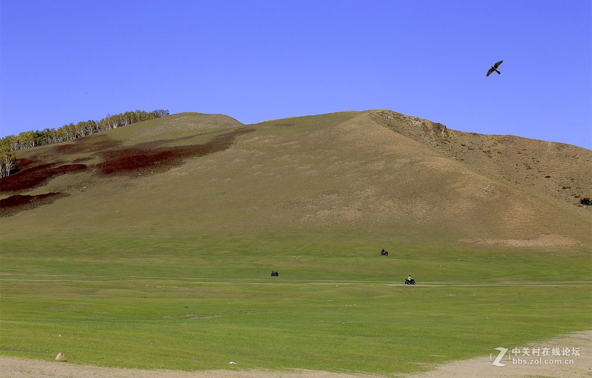 【坝上行】之八  草原雀鹰任翱翔