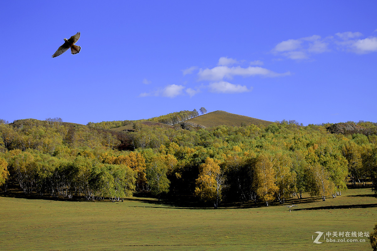 【坝上行】之八  草原雀鹰任翱翔