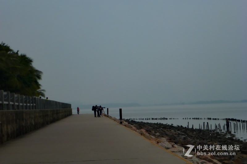 【深圳】清晨红树林观鸟