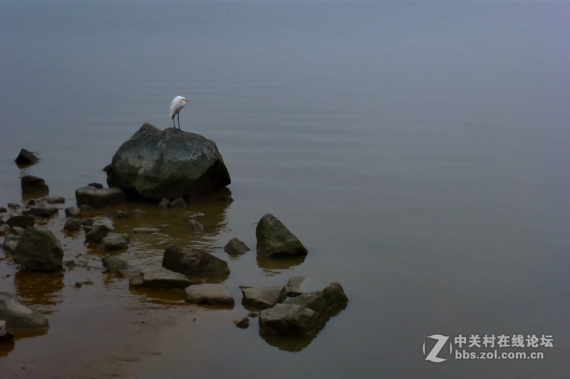 【深圳】清晨红树林观鸟
