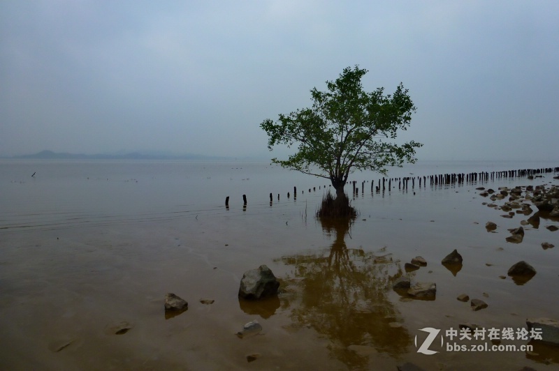 【深圳】清晨红树林观鸟