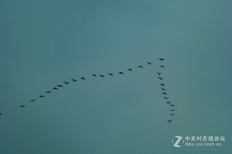 【深圳】清晨红树林观鸟